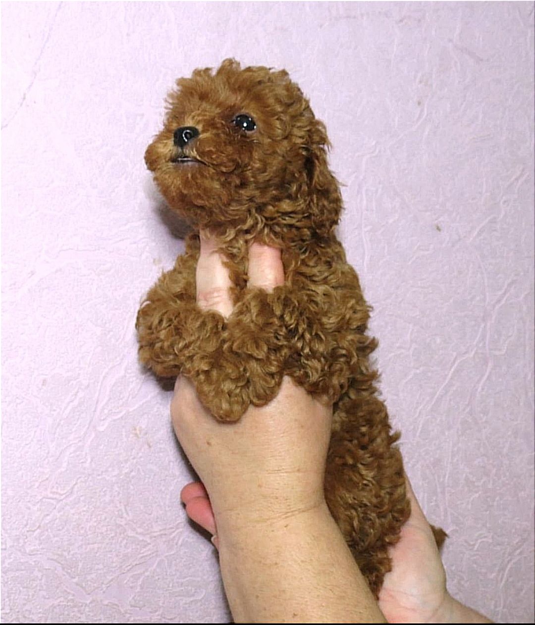 Цуценята Мальтипу ф-1 професійне розведення