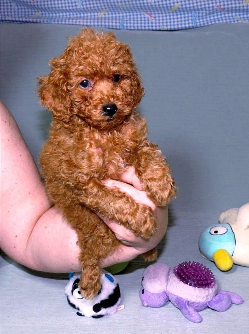 Цуценята Мальтипу ф-1 професійне розведення