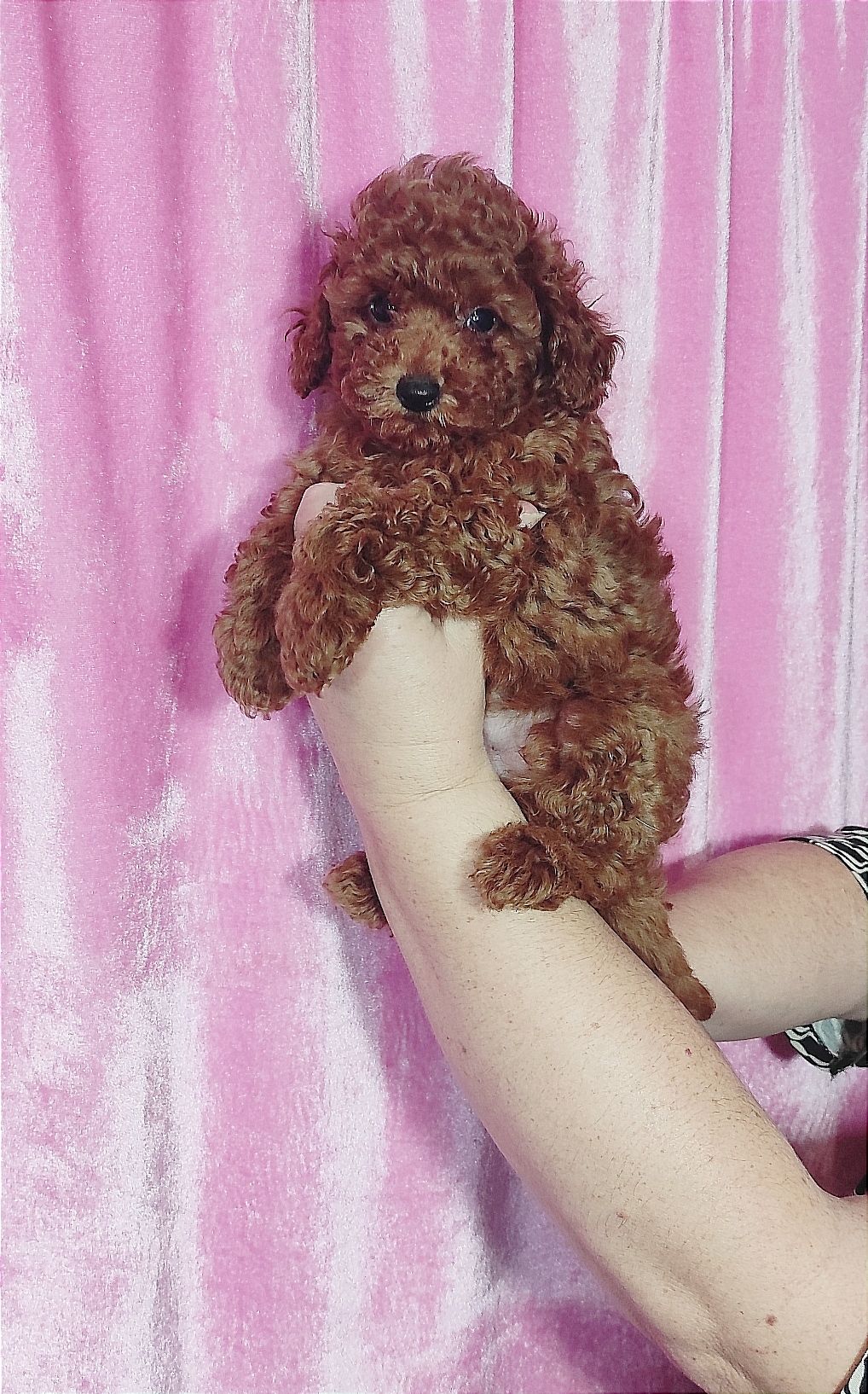 Цуценята Мальтипу ф-1 професійне розведення