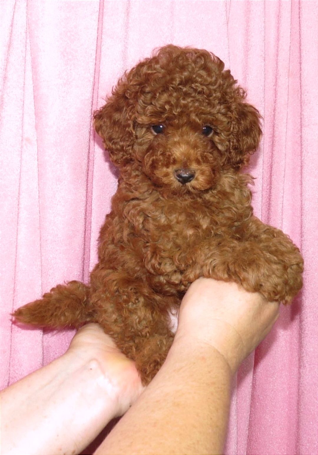 Цуценята Мальтипу ф-1 професійне розведення