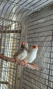 Зеброві амадини різних окрасів