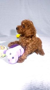 Цуценята Мальтипу ф-1 професійне розведення