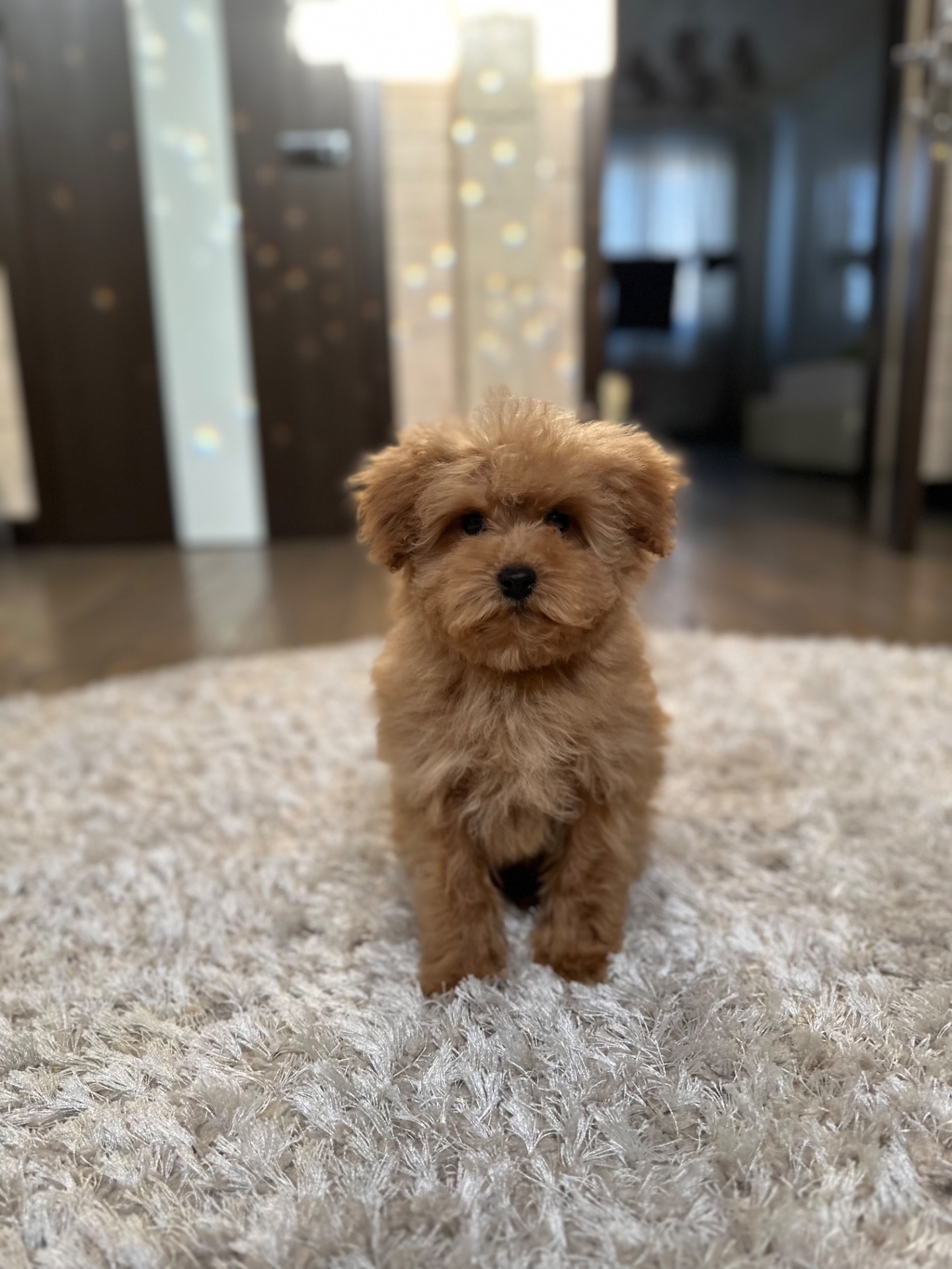 VIP мальтипу baby face f1 мини беби фейс кремового окраса