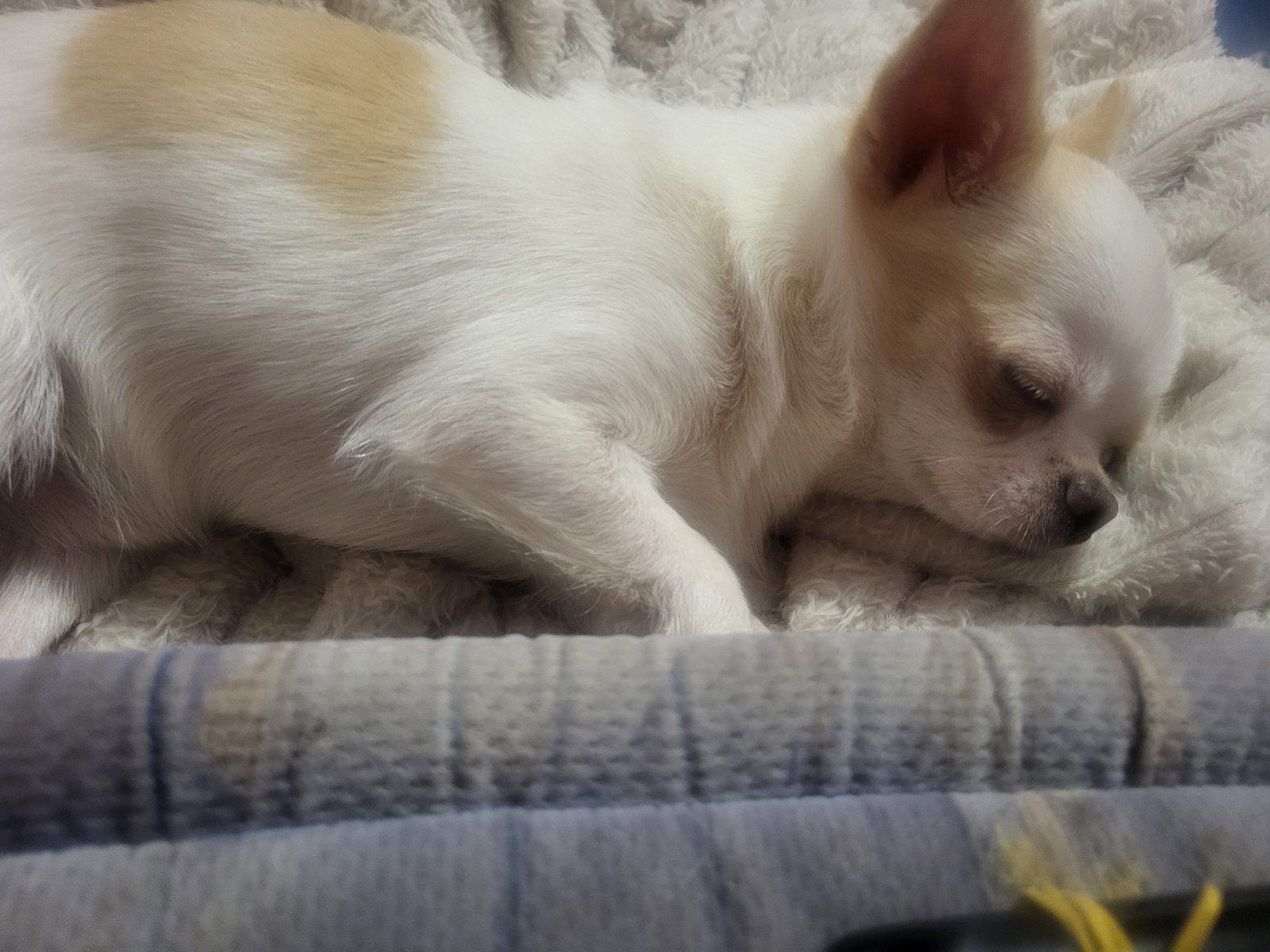 Мультик, робе массаж, и чихуах девотькам