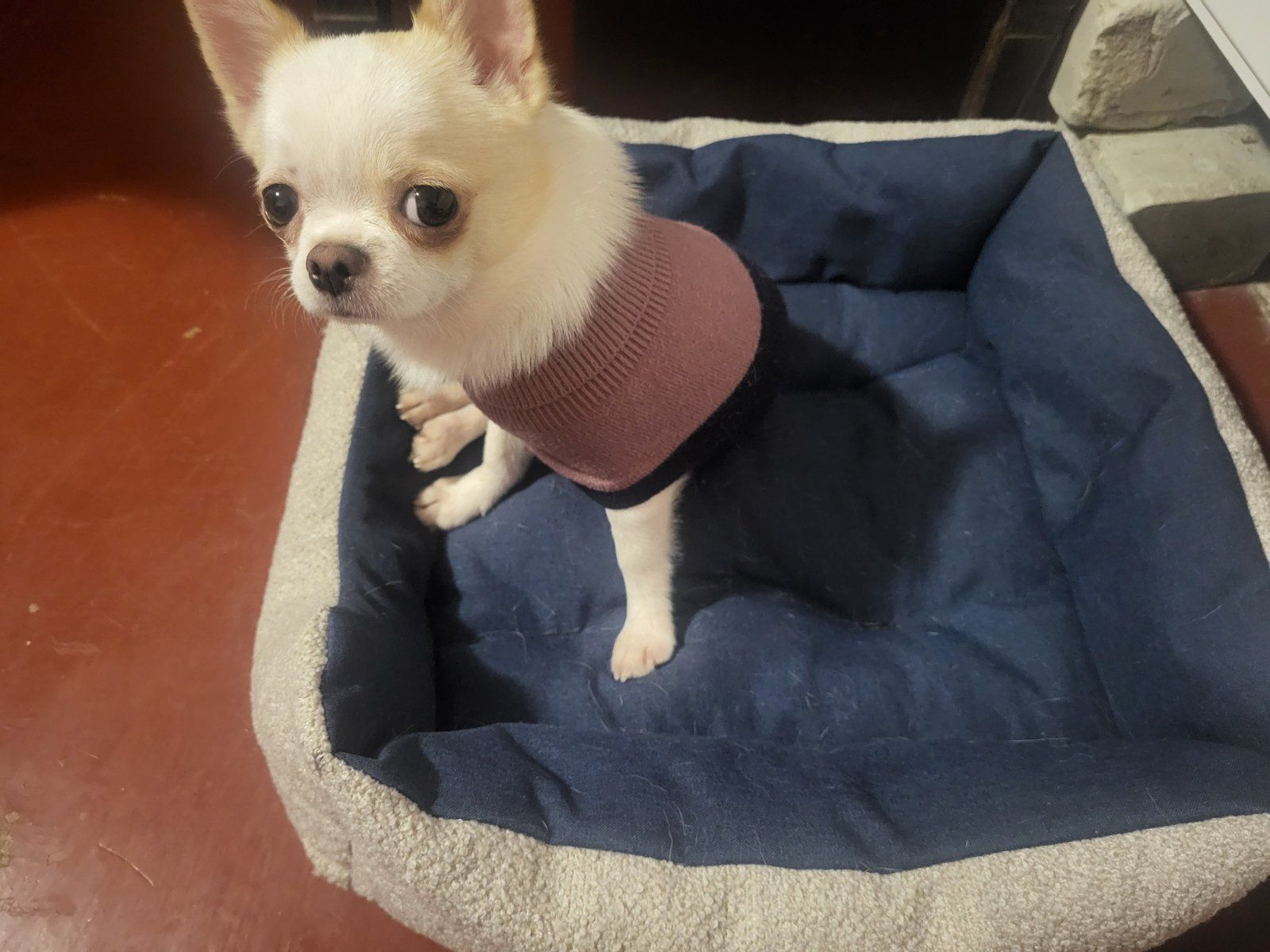 Мультик, робе массаж, и чихуах девотькам