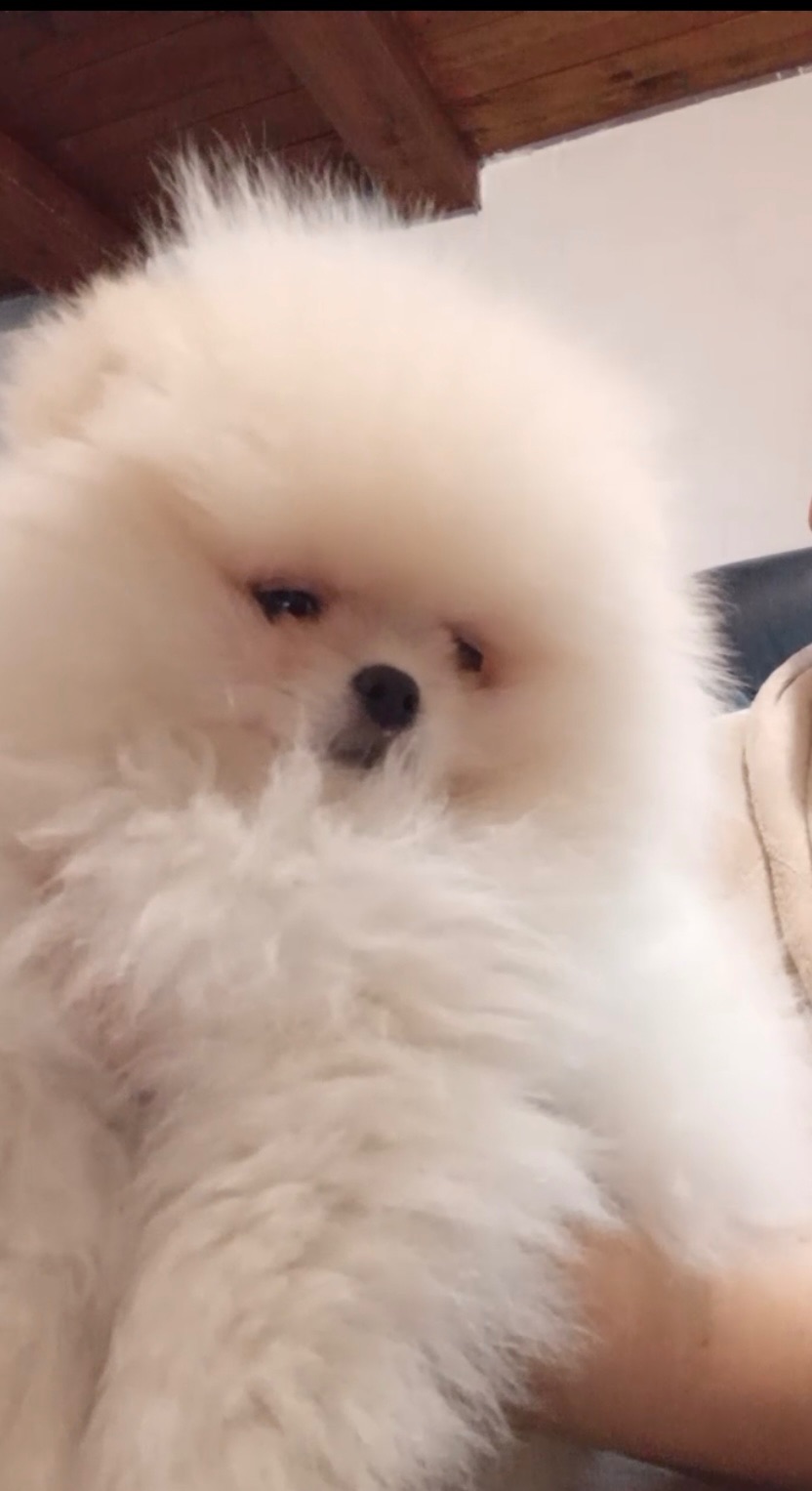 Дівчинка померанський шпіц КСУ/FCI