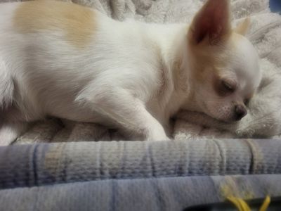 Мультик, робе массаж, и чихуах девотькам