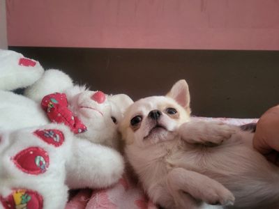 Мультик, робе массаж, и чихуах девотькам