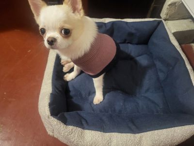 Мультик, робе массаж, и чихуах девотькам