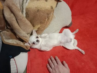 Мультик, робе массаж, и чихуах девотькам