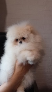 Дівчинка померанський шпіц КСУ/FCI