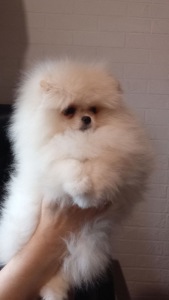 Дівчинка померанський шпіц КСУ/FCI