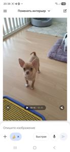 Щенки чихуахуа