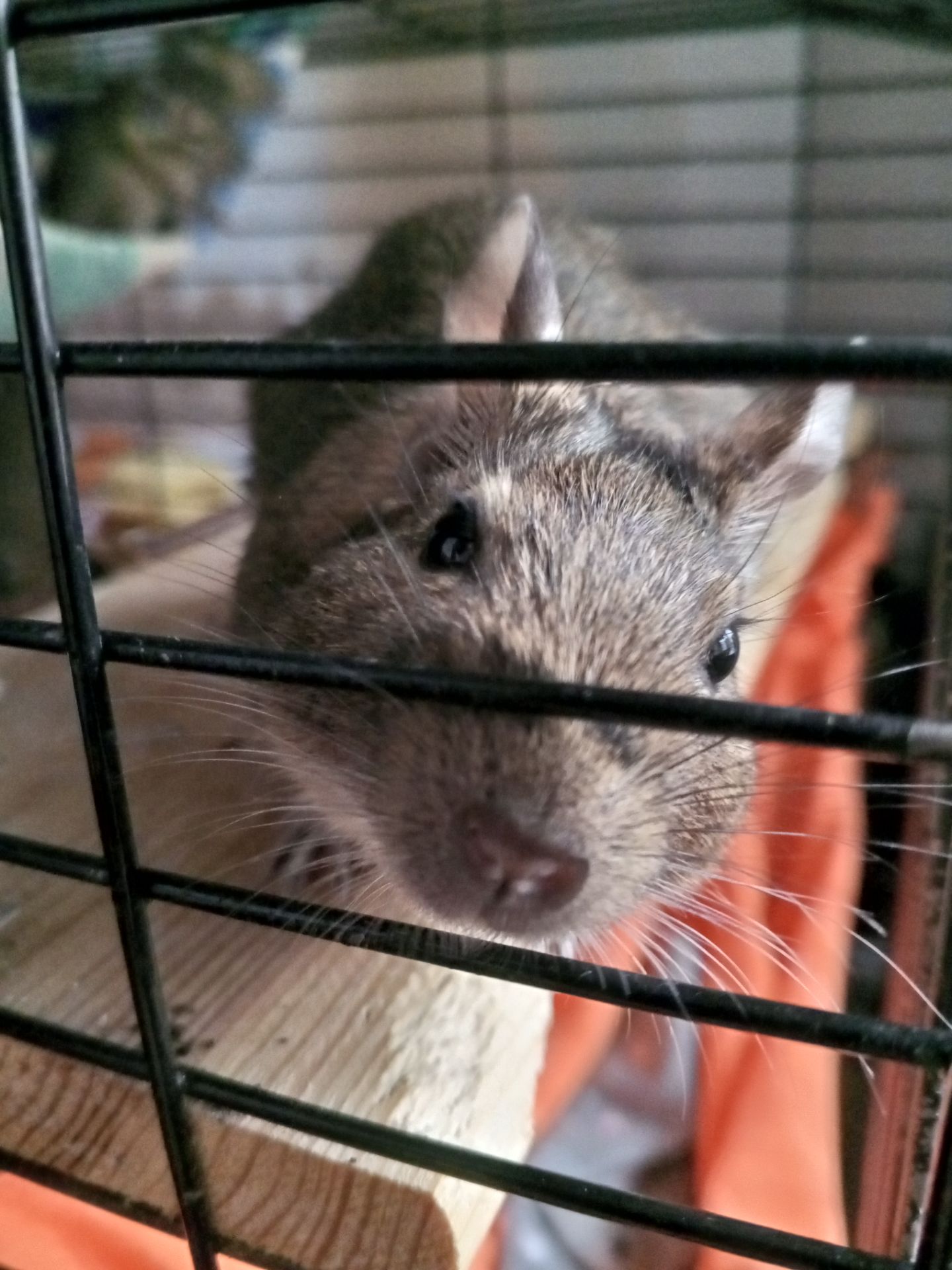 Малюки білки Дегу