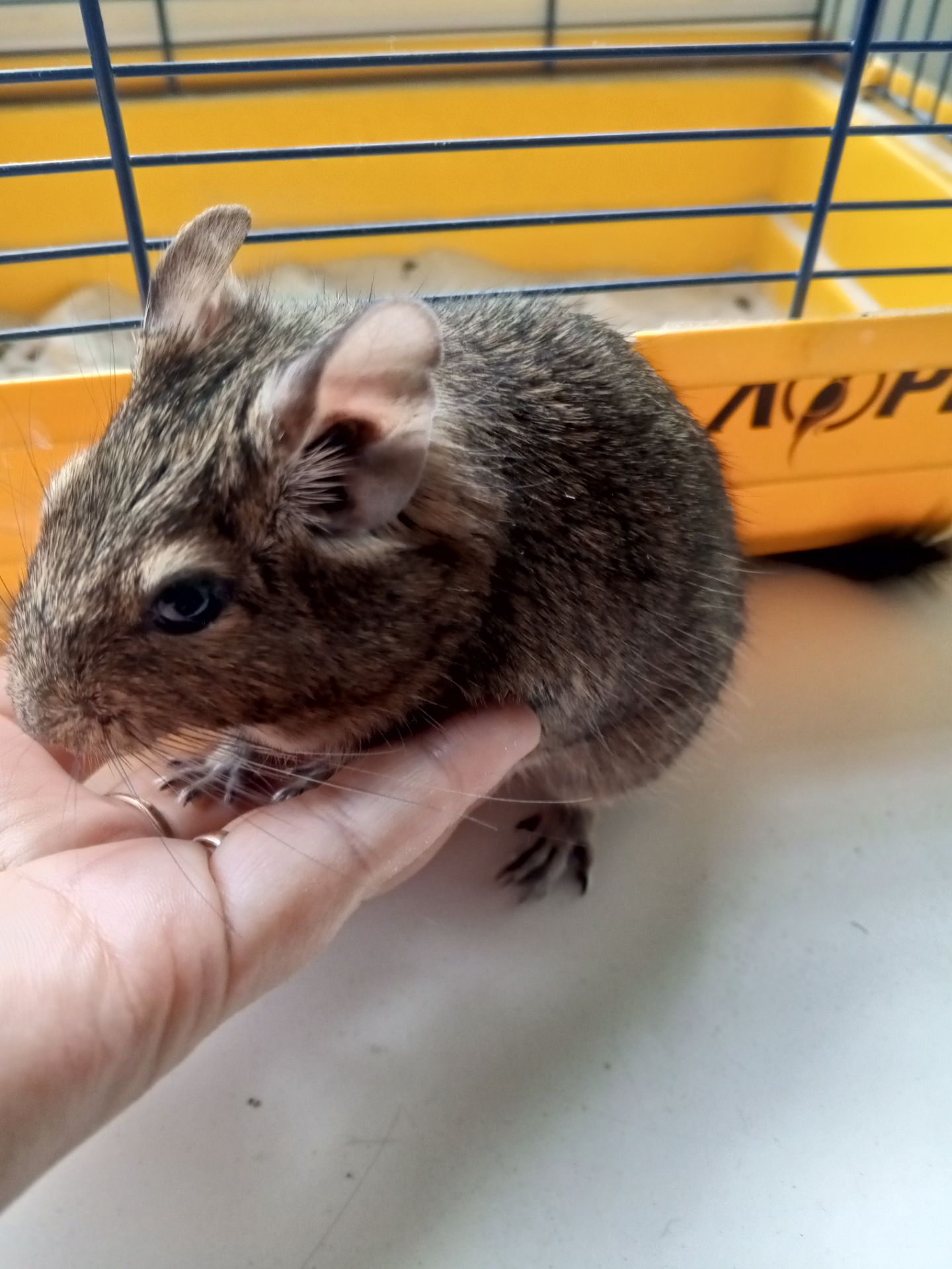 Малюки білки Дегу