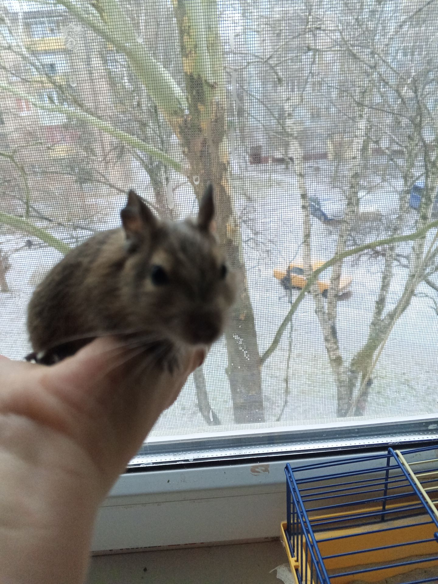 Малюки білки Дегу