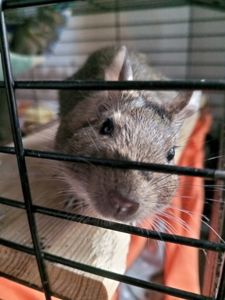 Малюки білки Дегу