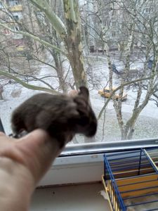 Малюки білки Дегу