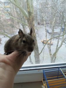 Малюки білки Дегу