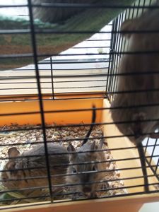 Малюки білки Дегу