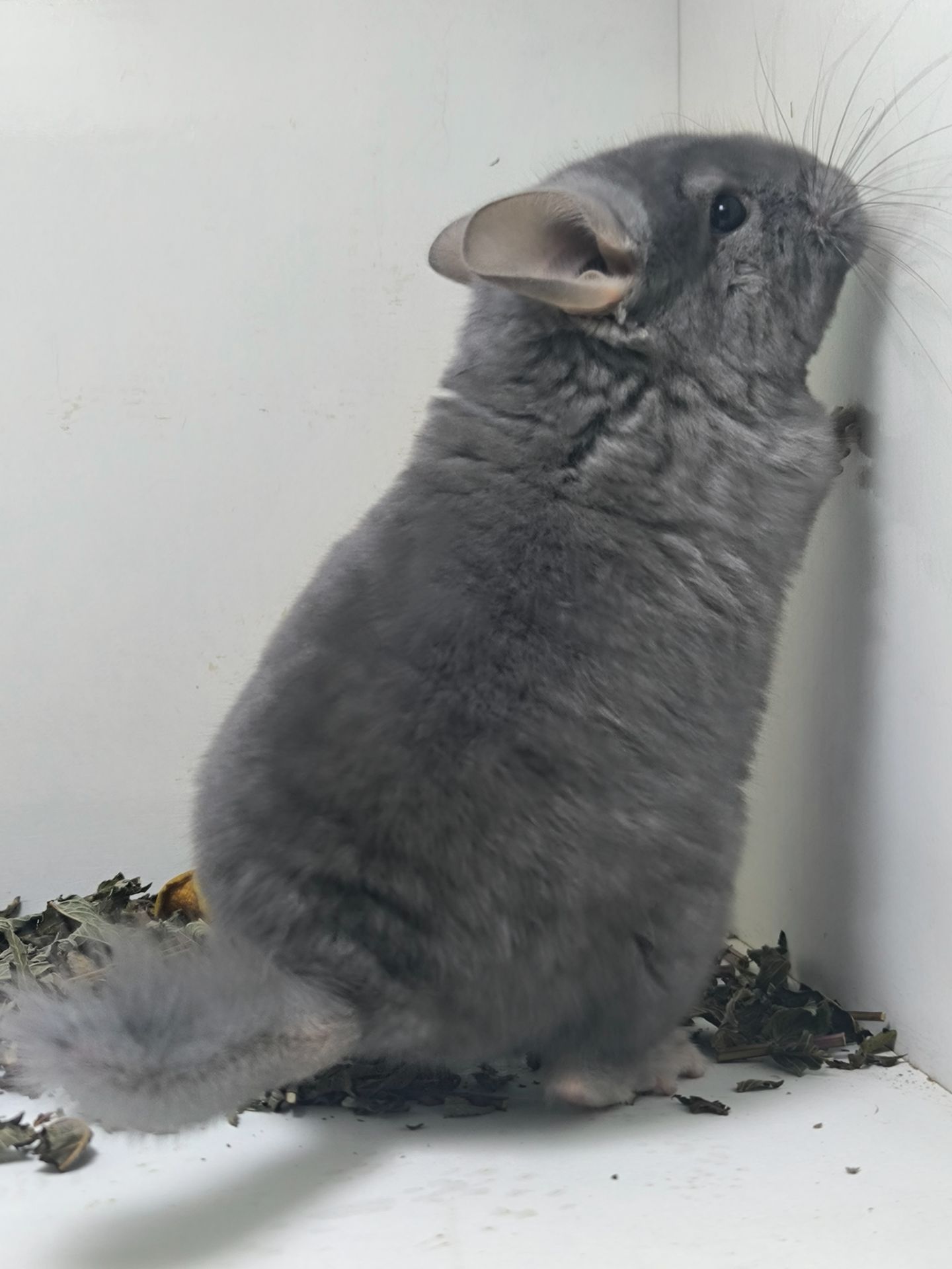 Шикарний самець рідкого окрасу