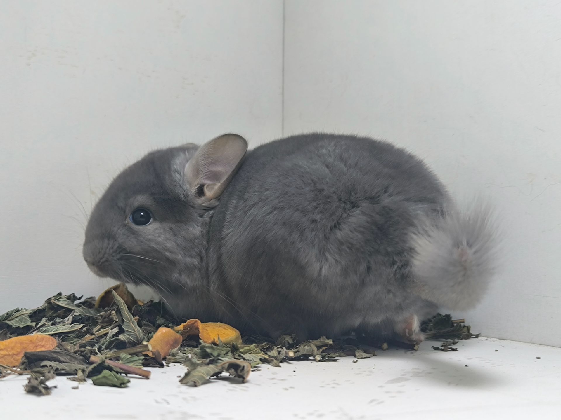 Шикарний самець рідкого окрасу