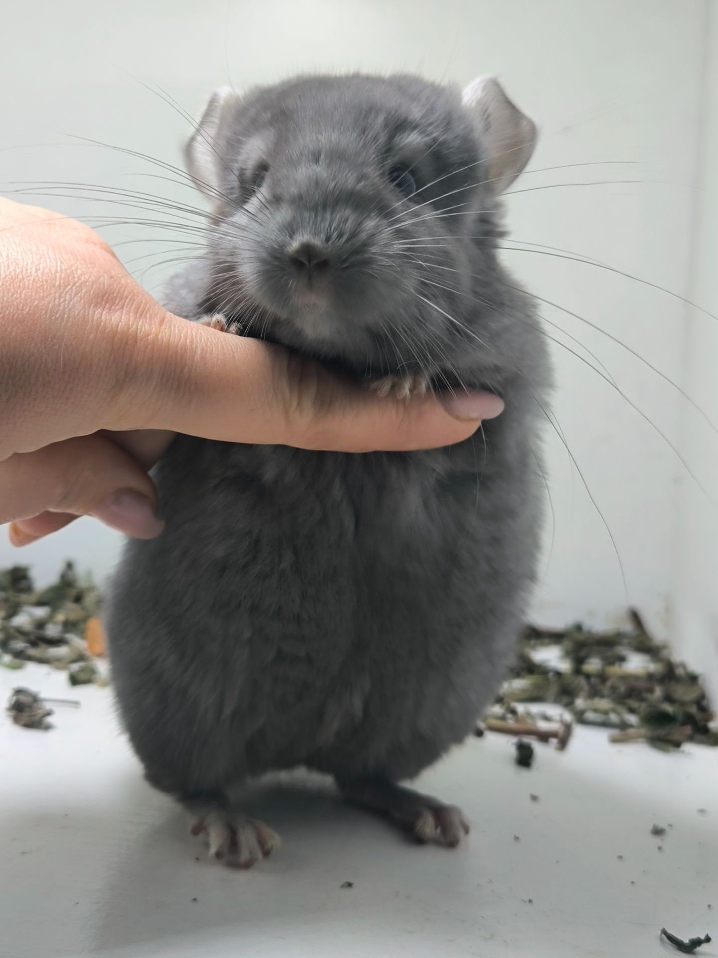 Шикарний самець рідкого окрасу