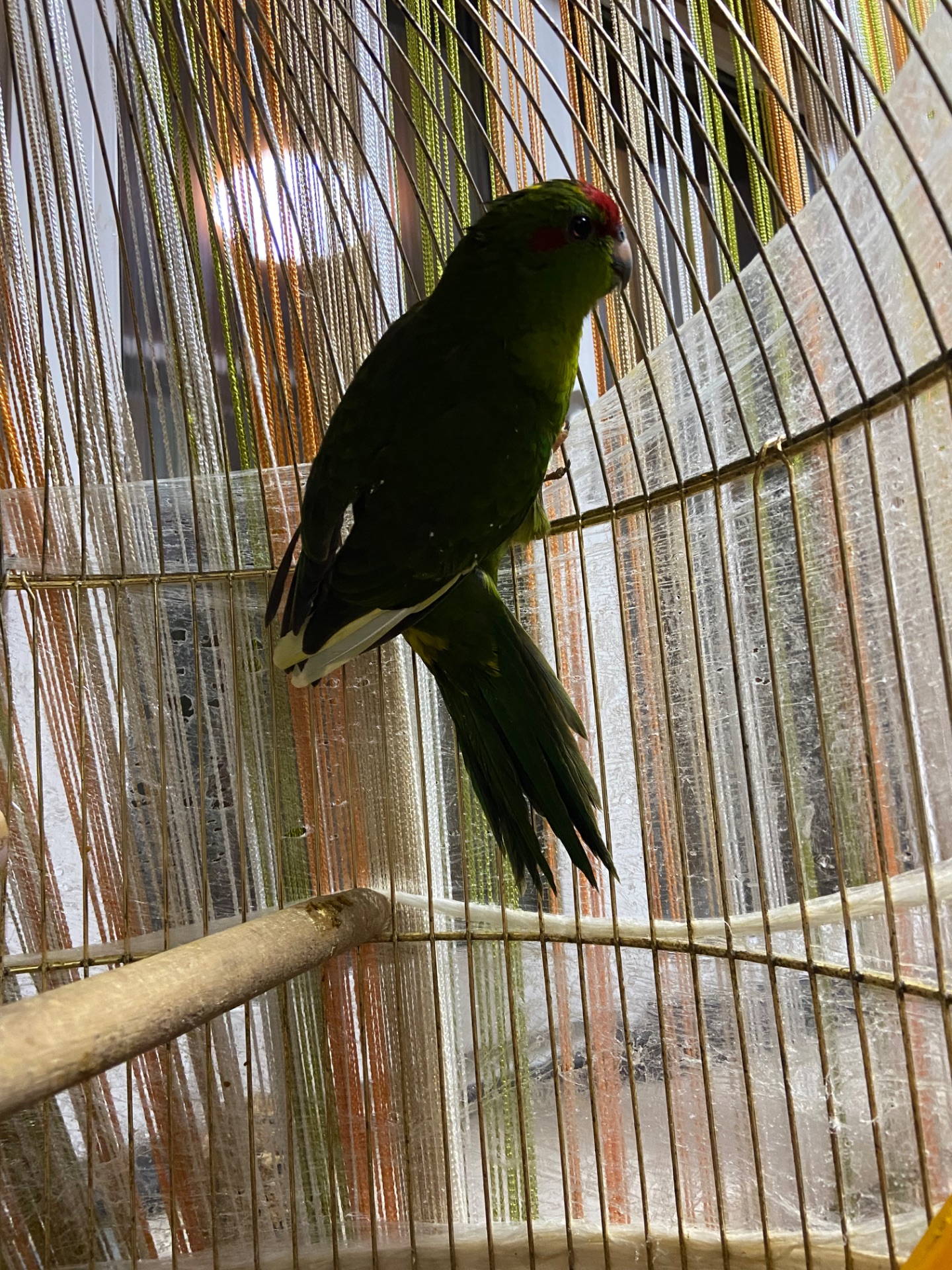 Зелені самци какаріка