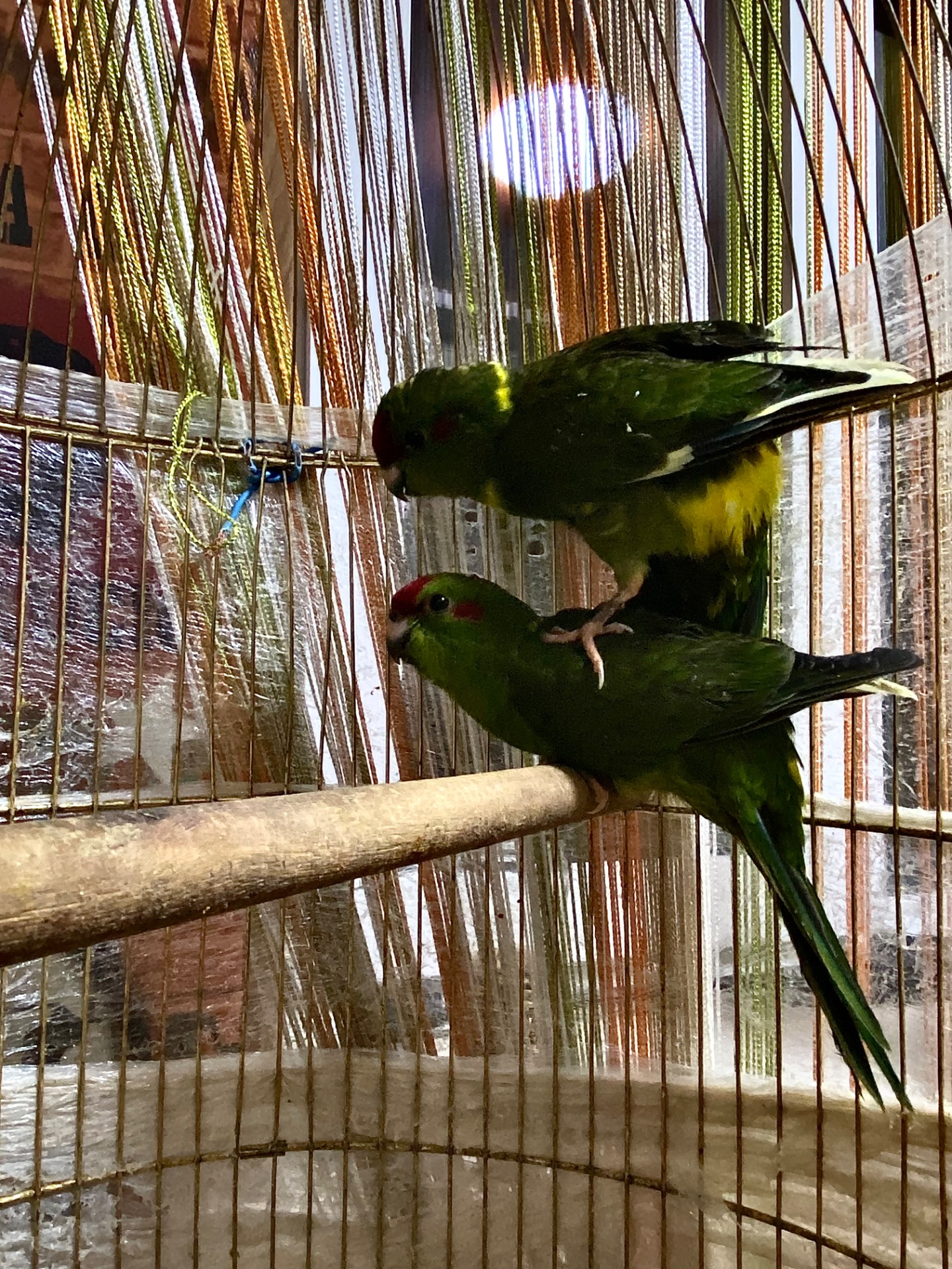 Зелені самци какаріка