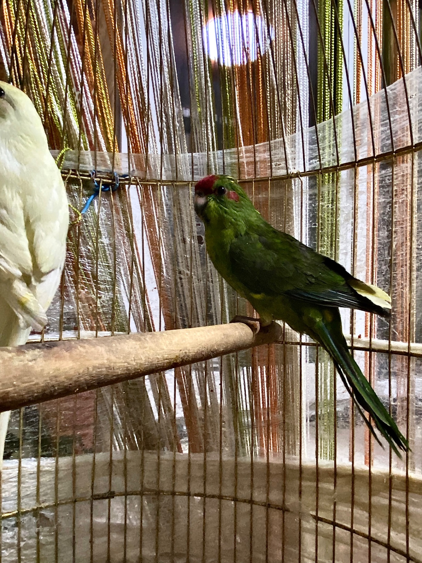 Зелені самци какаріка