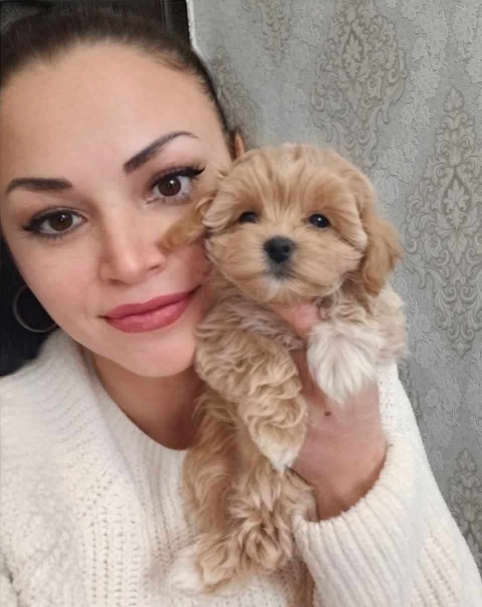 Мікро дівчинка мальтіпу