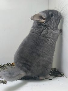 Шикарний самець рідкого окрасу