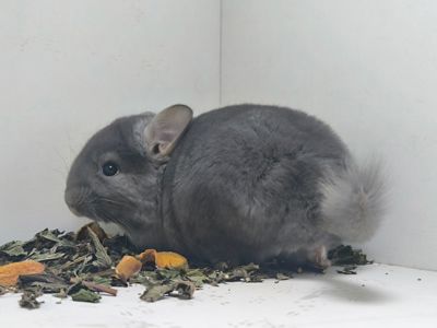 Шикарний самець рідкого окрасу