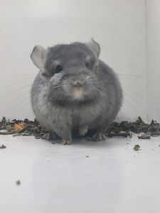 Шикарний самець рідкого окрасу