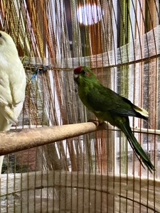 Зелені самци какаріка