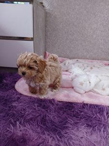 Мікро дівчинка мальтіпу