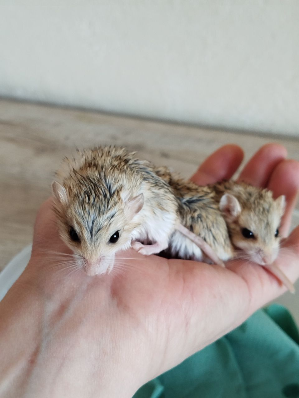 Піщанки жирнохвостки