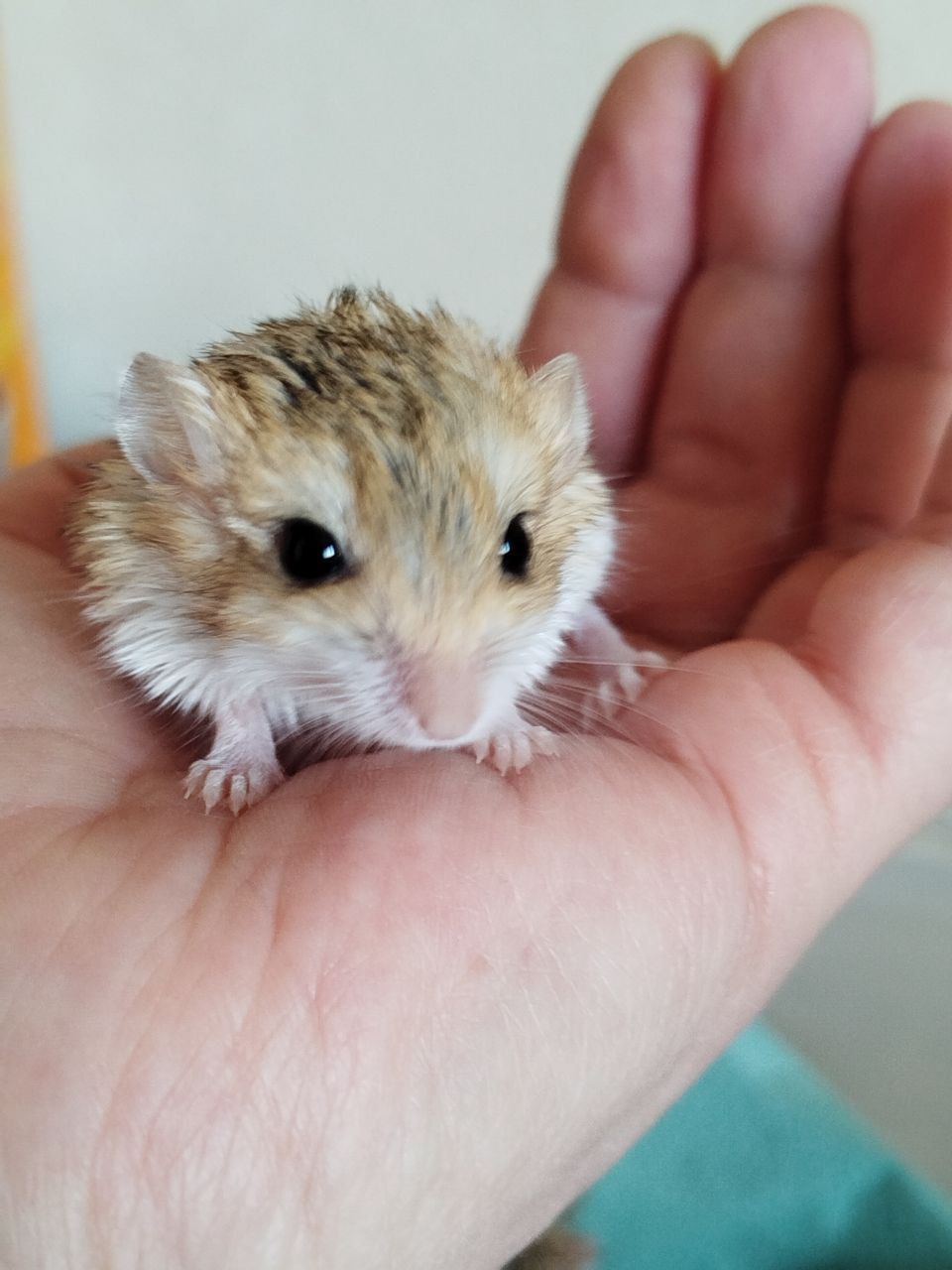 Піщанки жирнохвостки