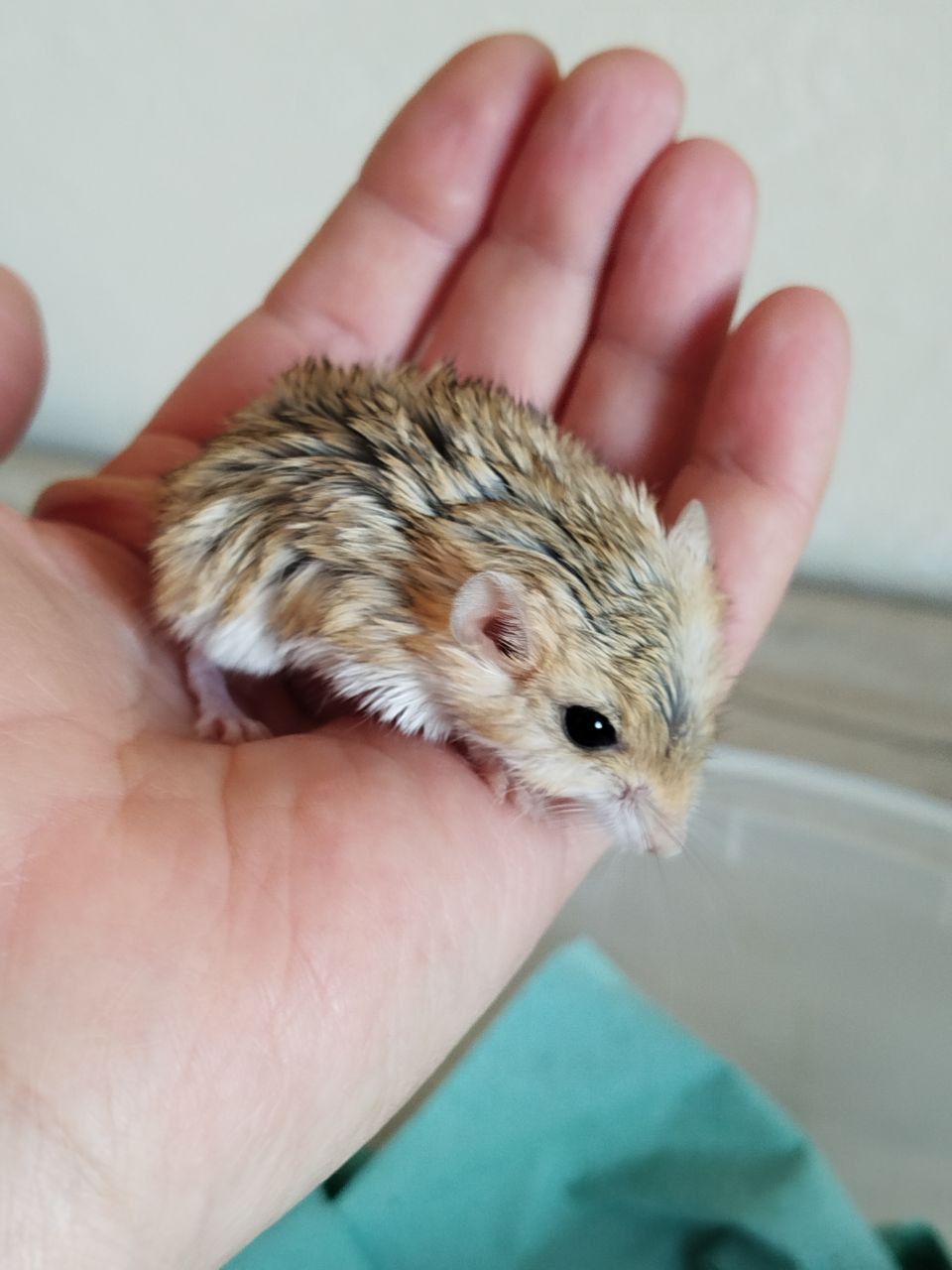 Піщанки жирнохвостки