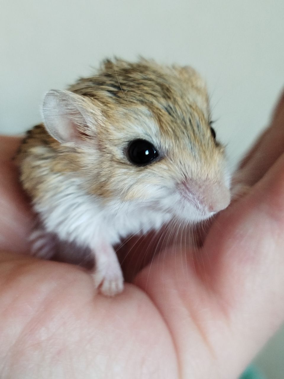 Піщанки жирнохвостки