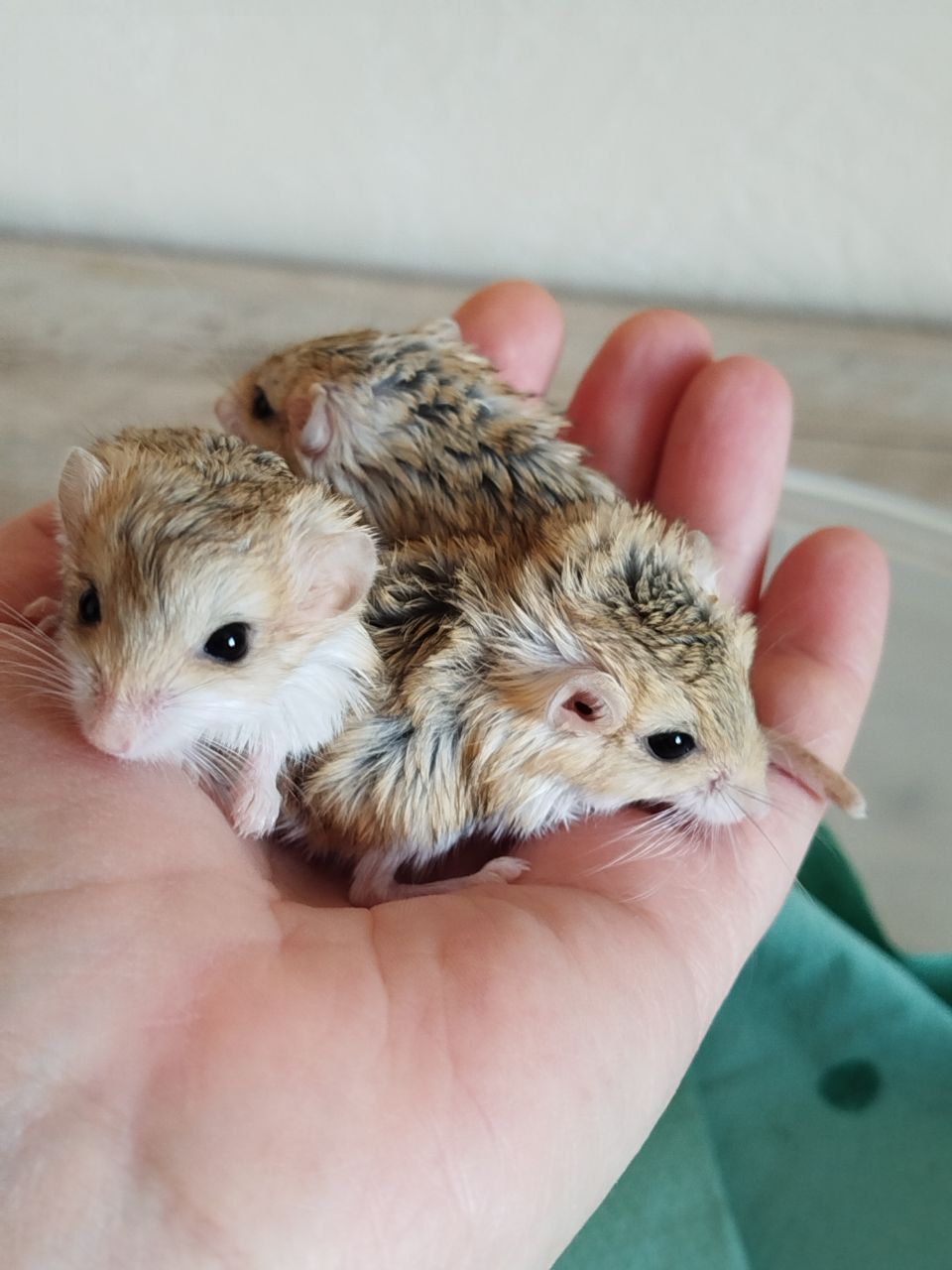 Піщанки жирнохвостки