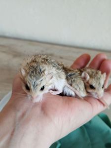 Піщанки жирнохвостки