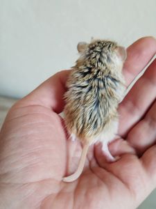 Піщанки жирнохвостки