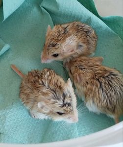 Піщанки жирнохвостки