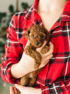 Доступний до бронювання той-пудель, хлопчик