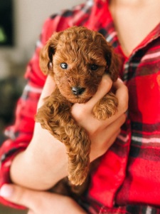 Доступний до бронювання той-пудель, хлопчик