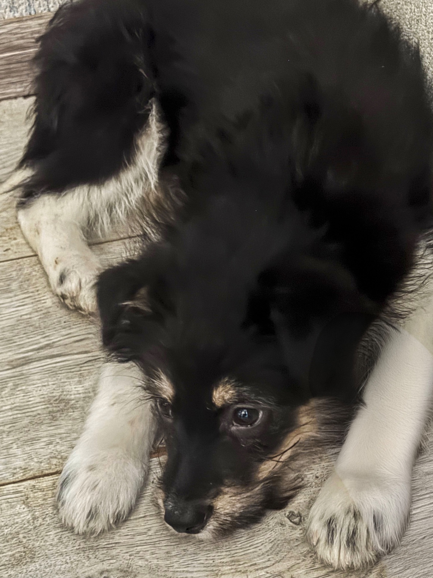 3 дівчинки цуценя шукають родину ❤️‍🩹