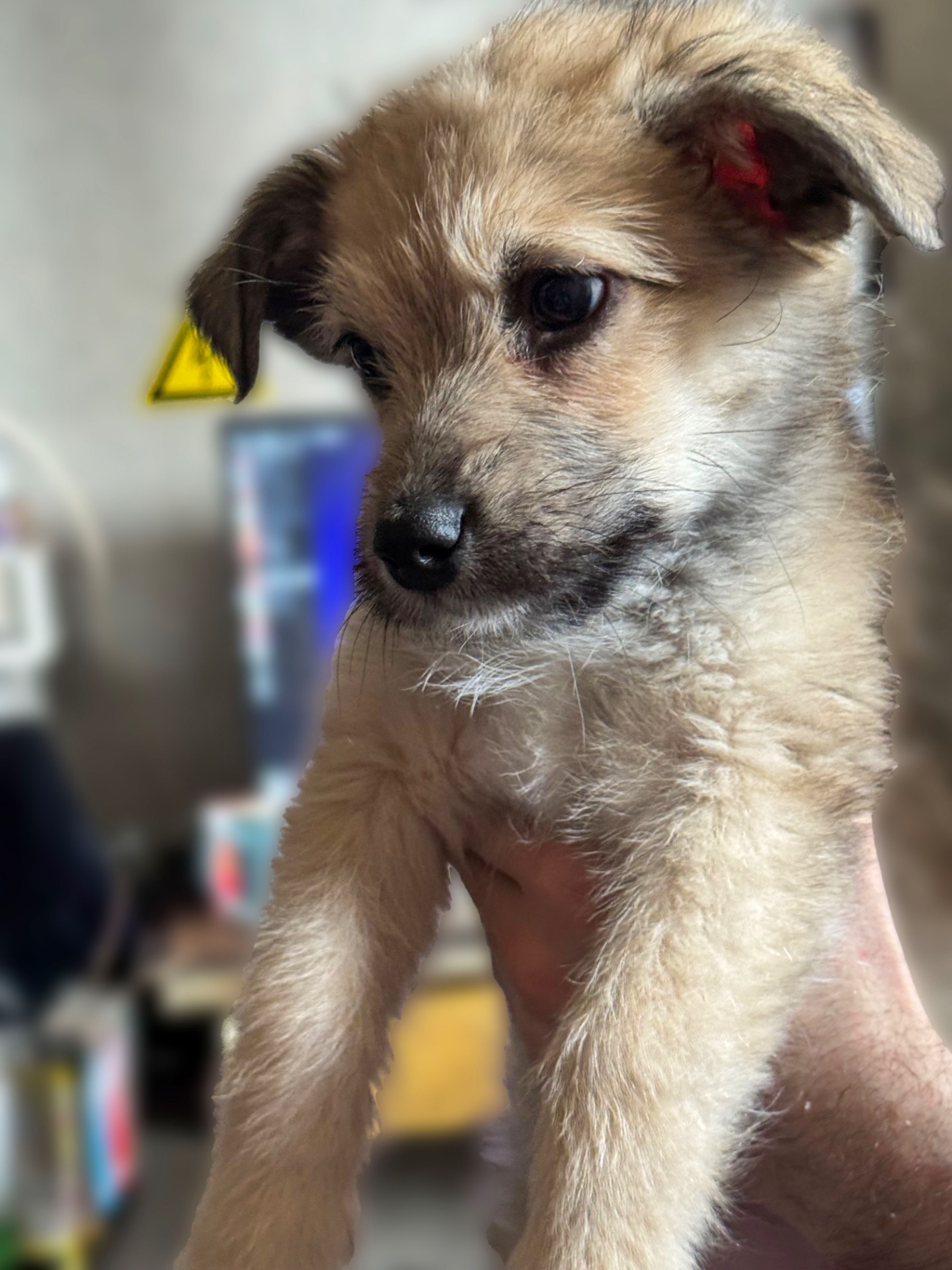 3 дівчинки цуценя шукають родину ❤️‍🩹