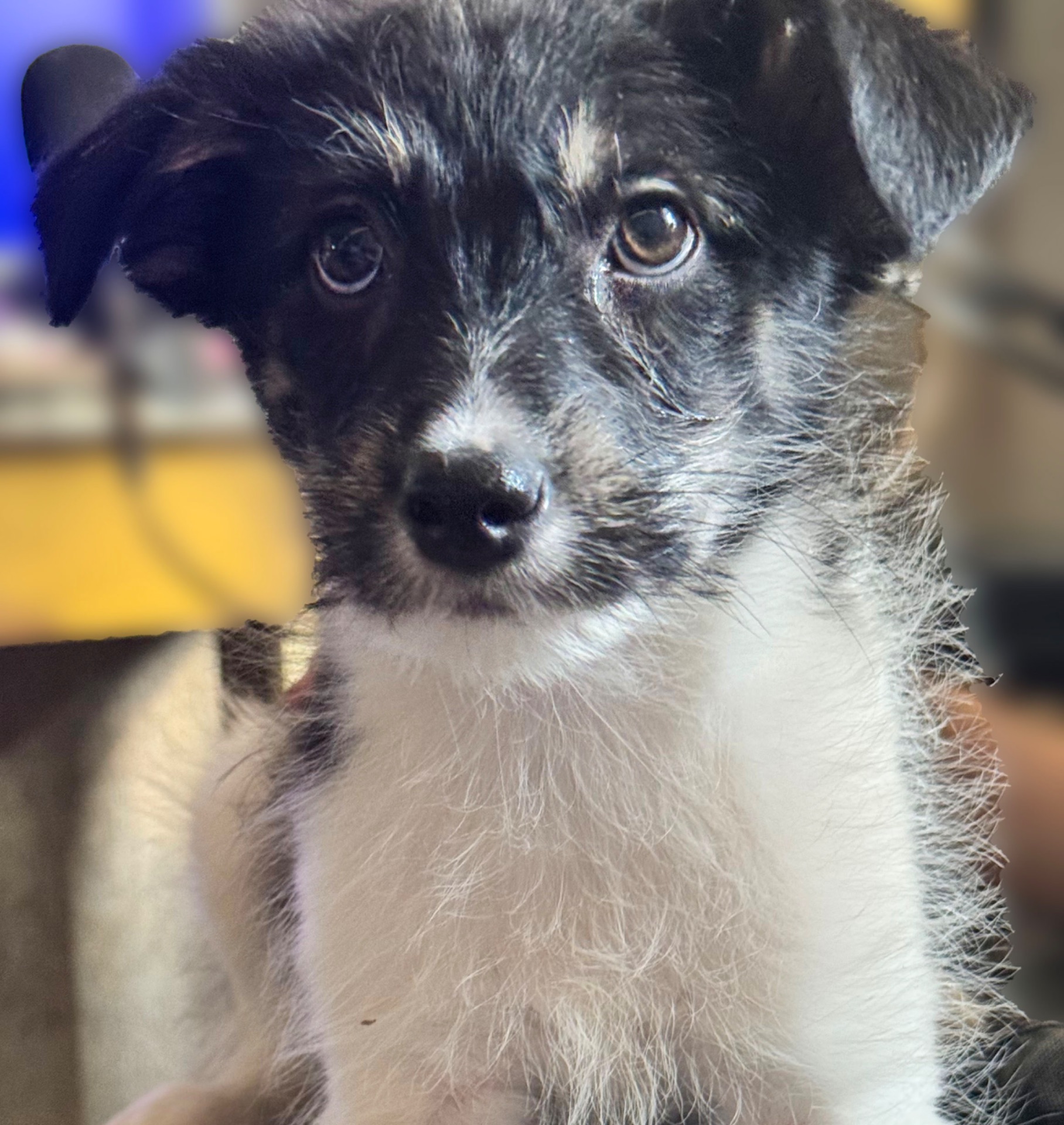 3 дівчинки цуценя шукають родину ❤️‍🩹