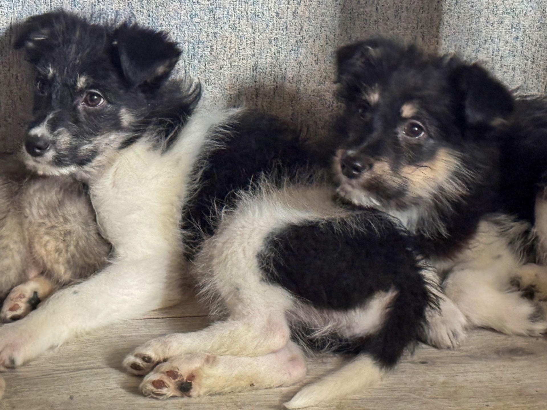 3 дівчинки цуценя шукають родину ❤️‍🩹